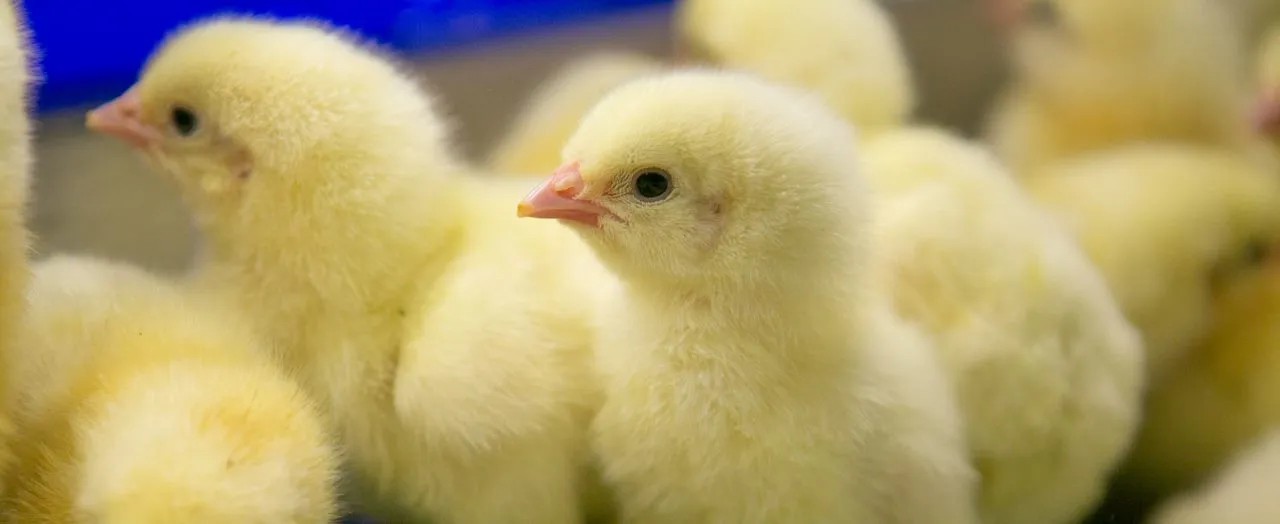 Modernizing Agriculture at Scale with Powerful Collaborative Applications